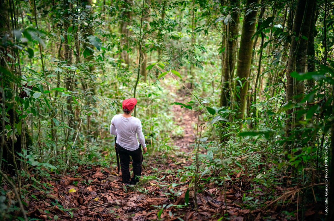 Costa Rica lanza proyecto para sembrar 200 mil árboles en la zona norte