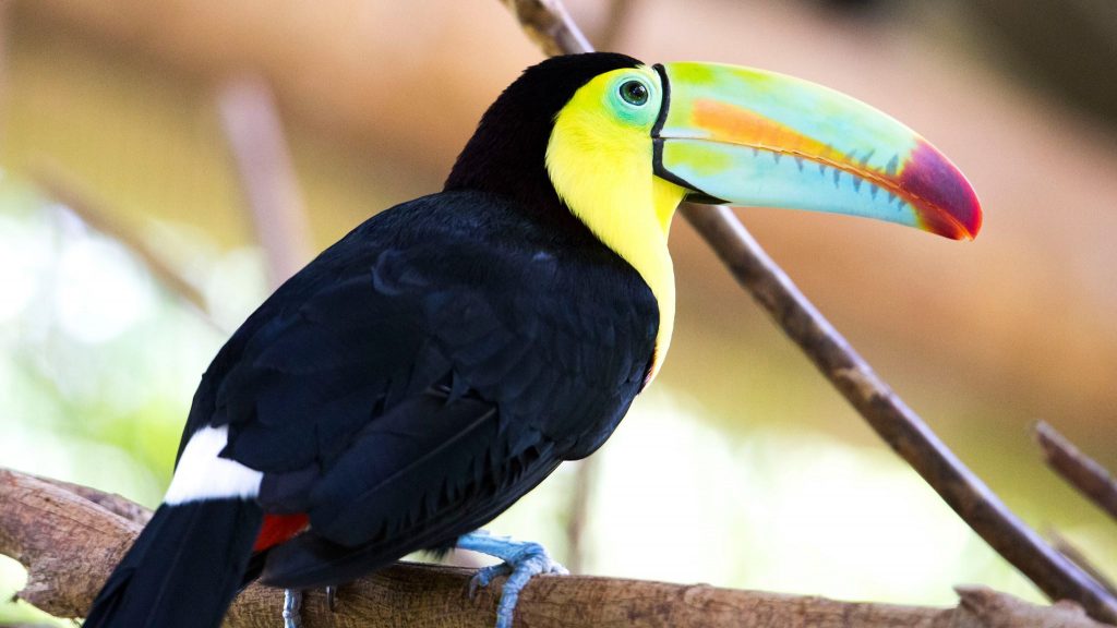 Costa Rica presenta avances, desafíos y oportunidades sobre su estado de la biodiversidad.
