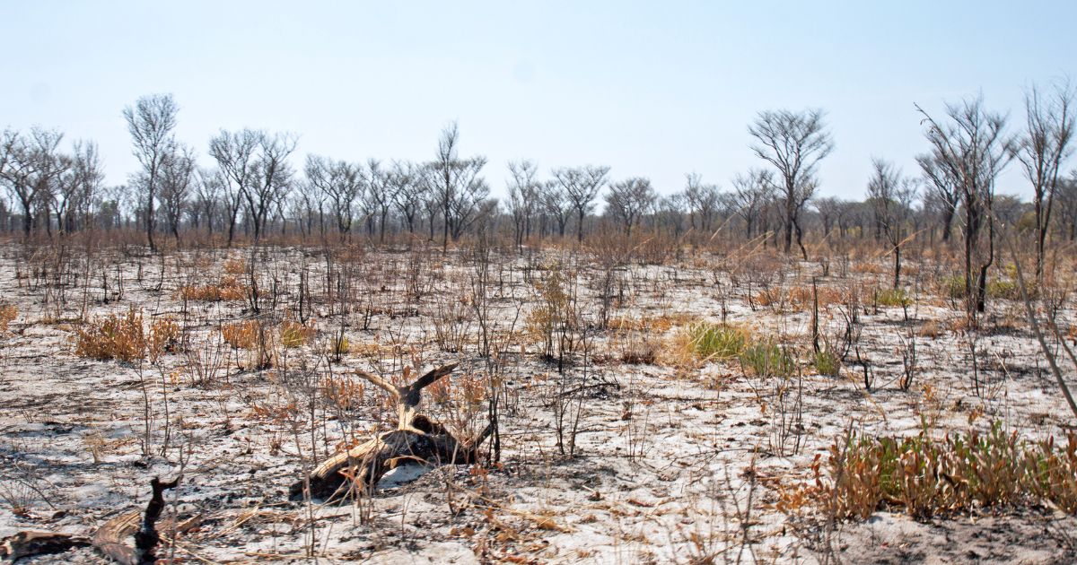 El impacto económico de perder biodiversidad